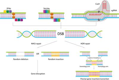 Progress and pitfalls of gene editing technology in CAR-T cell therapy: a state-of-the-art review